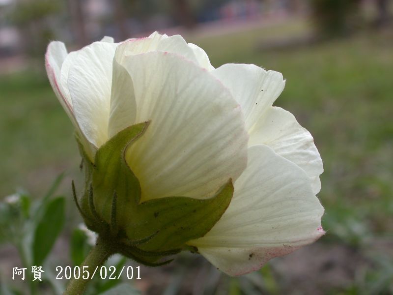 按此在新視窗瀏覽圖片