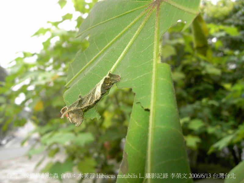 按此在新視窗瀏覽圖片