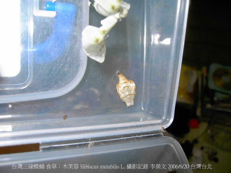 按此在新視窗瀏覽圖片