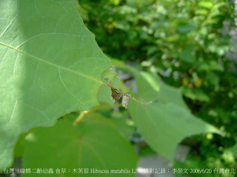 按此在新視窗瀏覽圖片