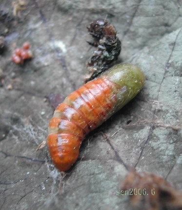 按此在新視窗瀏覽圖片