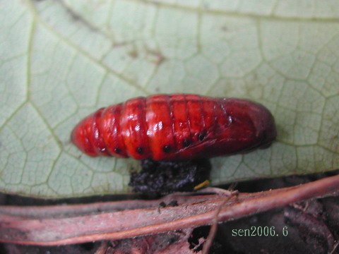 按此在新視窗瀏覽圖片