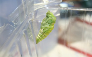 按此在新視窗瀏覽圖片