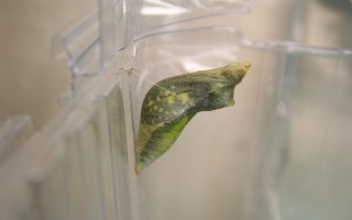 按此在新視窗瀏覽圖片