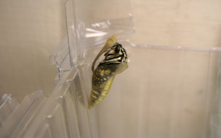 按此在新視窗瀏覽圖片