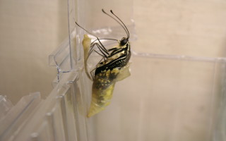 按此在新視窗瀏覽圖片