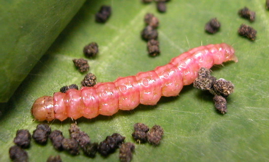 按此在新視窗瀏覽圖片