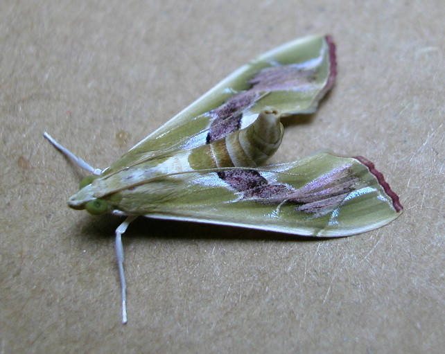 按此在新視窗瀏覽圖片