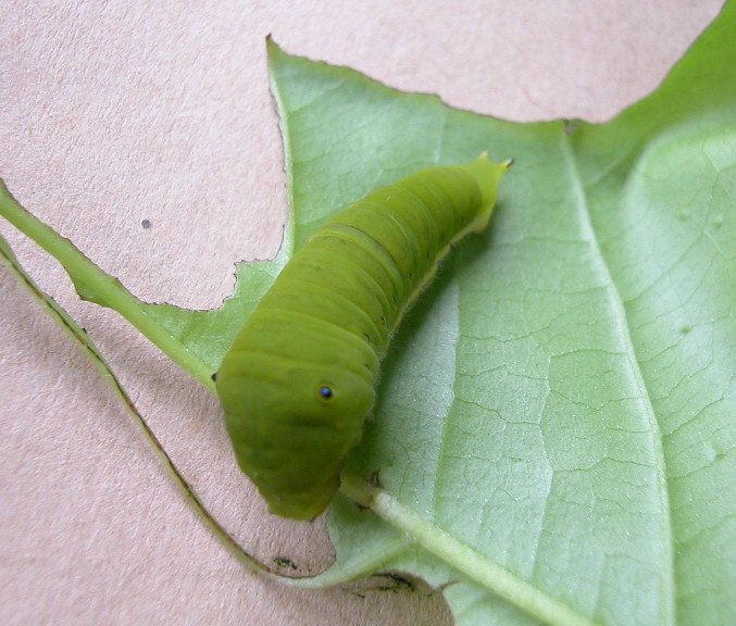 按此在新視窗瀏覽圖片