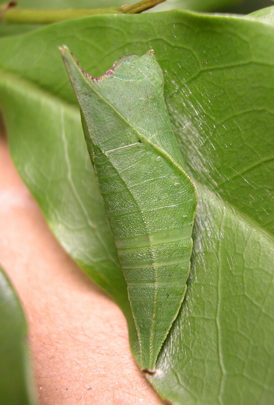 按此在新視窗瀏覽圖片