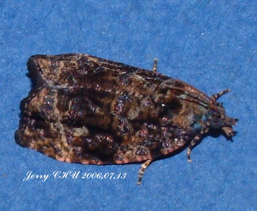 «ö¦¹¦b·sµøµ¡ÂsÄý¹Ï¤ù