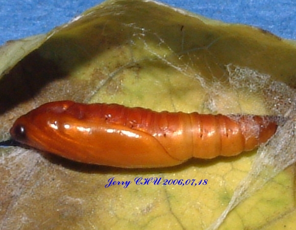 按此在新視窗瀏覽圖片