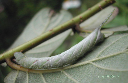 按此在新視窗瀏覽圖片