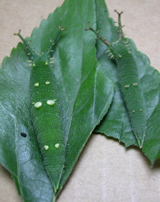 按此在新視窗瀏覽圖片