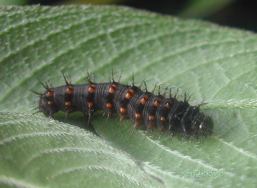 按此在新視窗瀏覽圖片