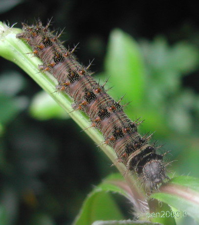 按此在新視窗瀏覽圖片