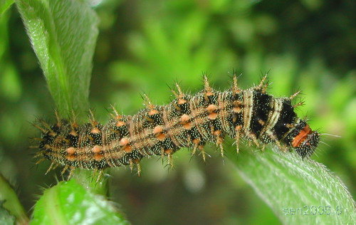 按此在新視窗瀏覽圖片