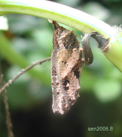 按此在新視窗瀏覽圖片