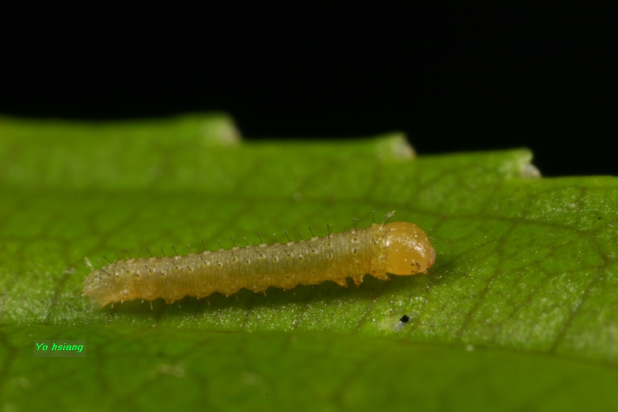 按此在新視窗瀏覽圖片