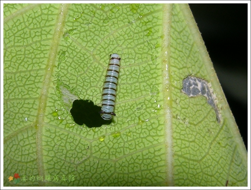 按此在新視窗瀏覽圖片