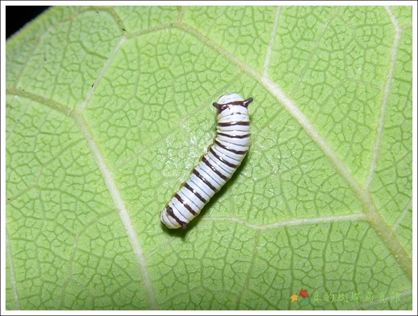 按此在新視窗瀏覽圖片