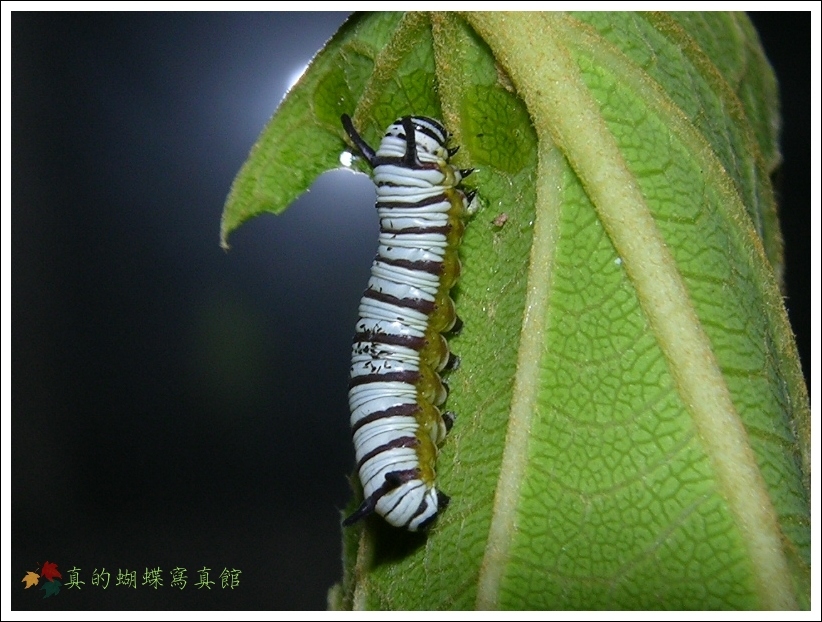 按此在新視窗瀏覽圖片