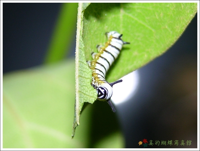 按此在新視窗瀏覽圖片