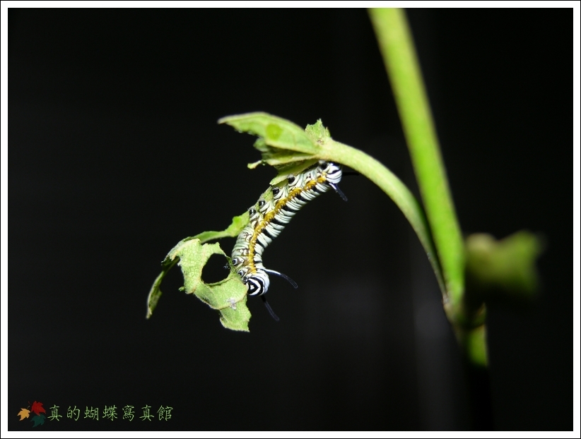 按此在新視窗瀏覽圖片