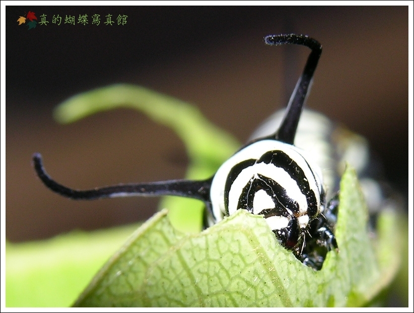 按此在新視窗瀏覽圖片