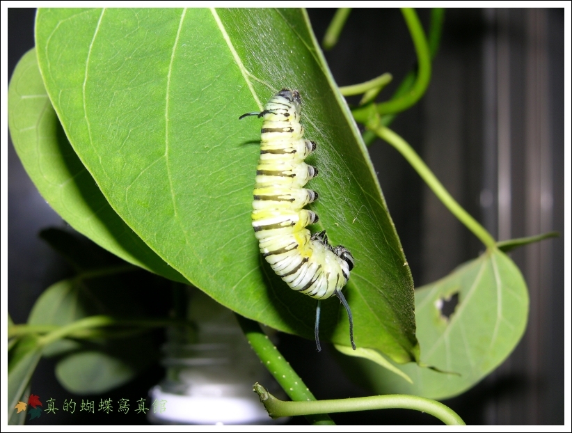 按此在新視窗瀏覽圖片