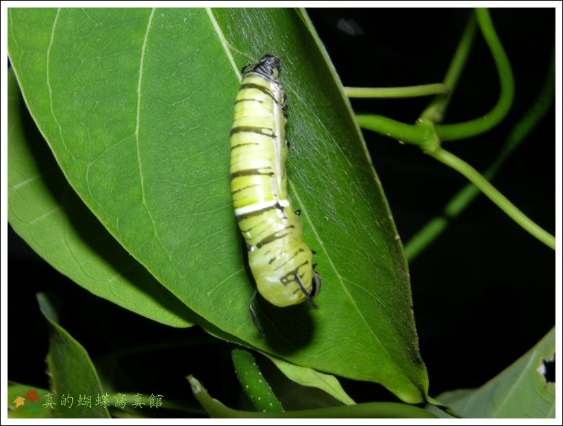 按此在新視窗瀏覽圖片