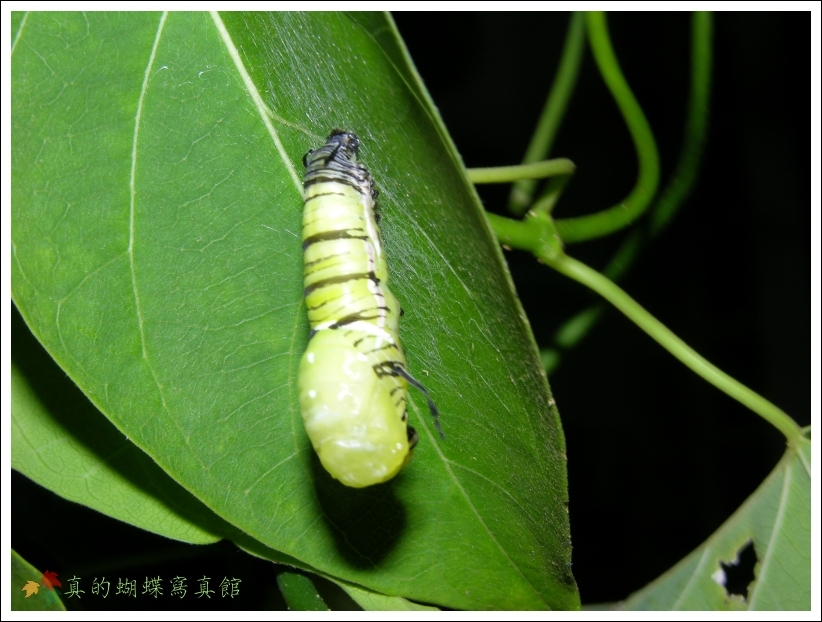 按此在新視窗瀏覽圖片