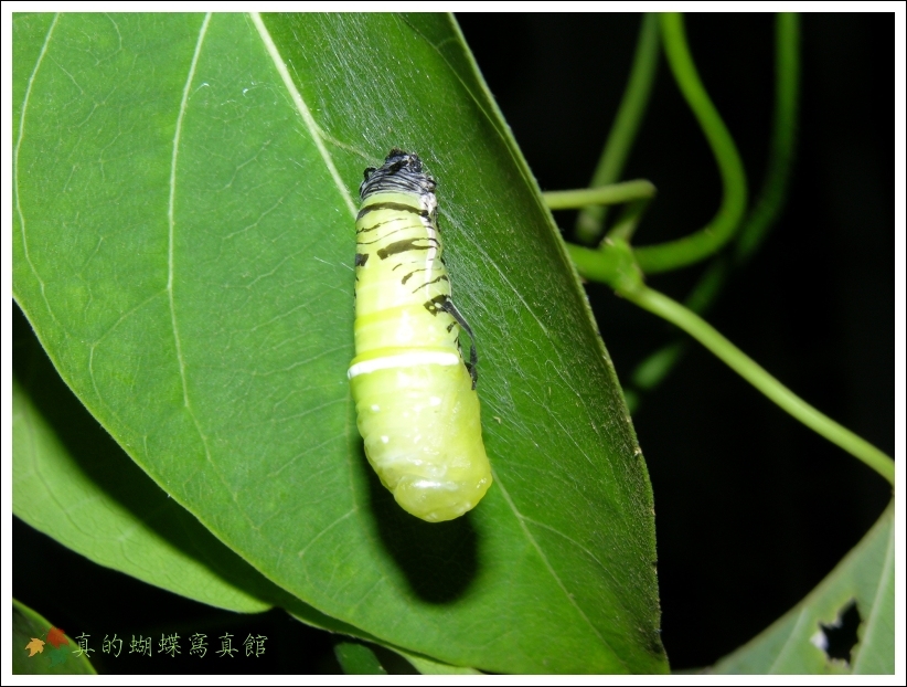 按此在新視窗瀏覽圖片