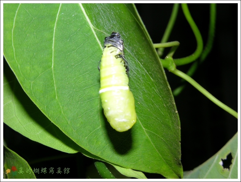 按此在新視窗瀏覽圖片