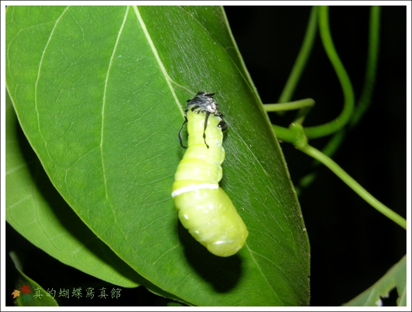 按此在新視窗瀏覽圖片