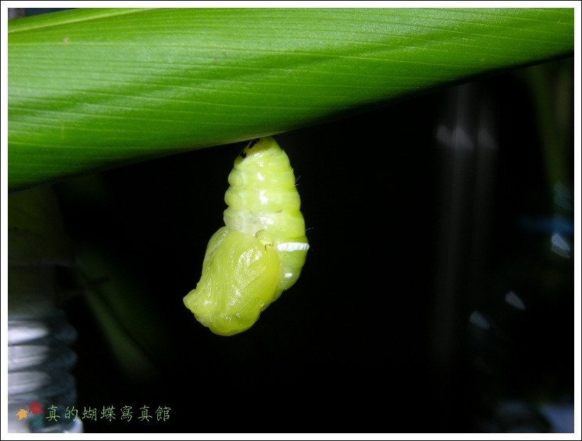 按此在新視窗瀏覽圖片