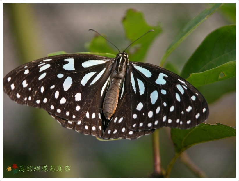 按此在新視窗瀏覽圖片