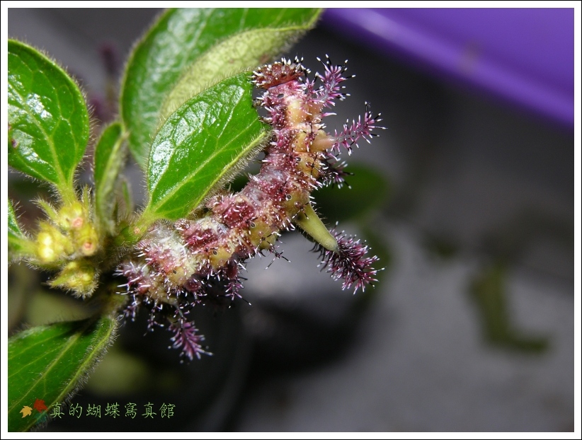 按此在新視窗瀏覽圖片