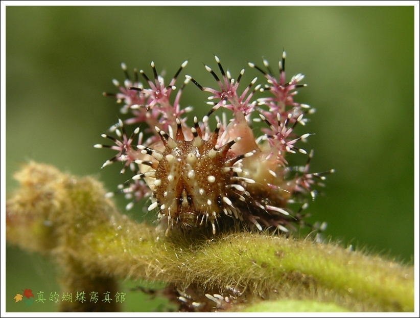 按此在新視窗瀏覽圖片