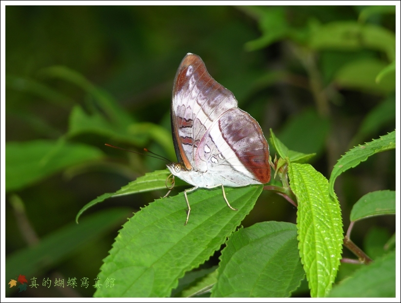 按此在新視窗瀏覽圖片