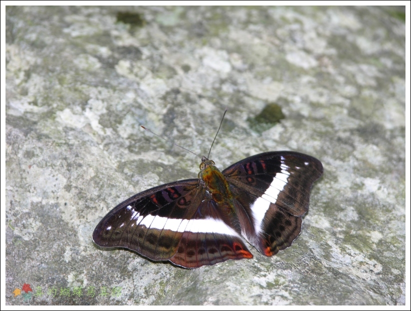 按此在新視窗瀏覽圖片