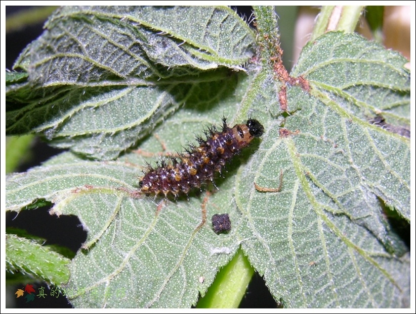 按此在新視窗瀏覽圖片