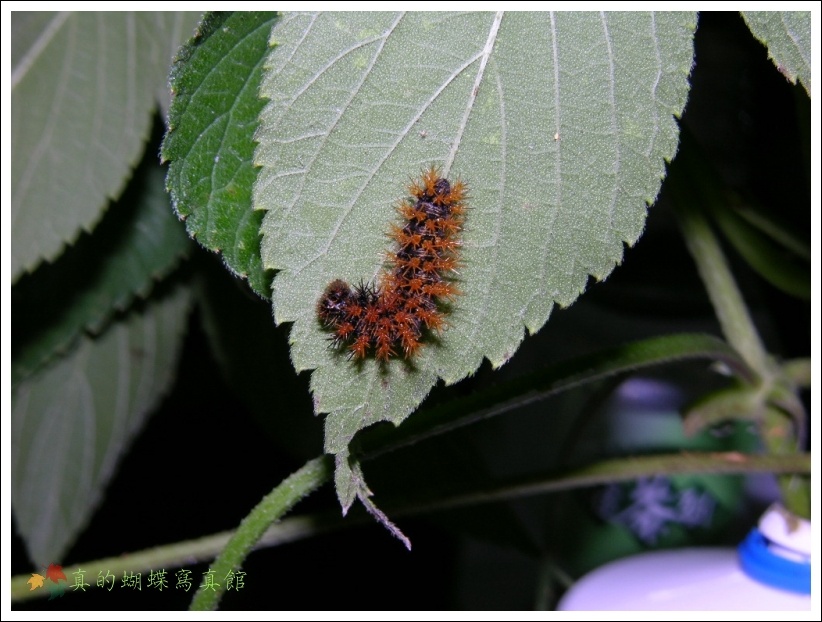 按此在新視窗瀏覽圖片
