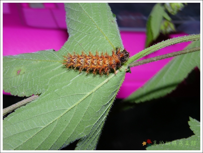 按此在新視窗瀏覽圖片