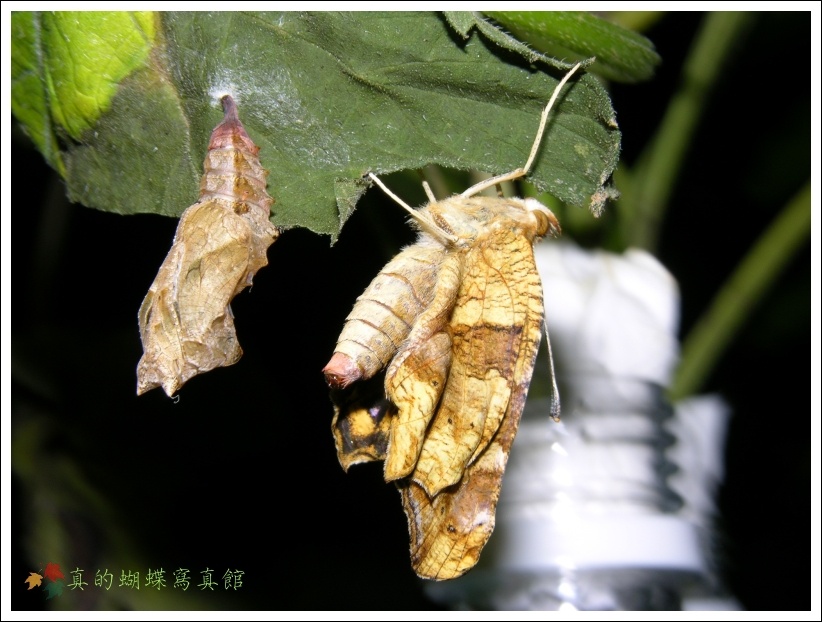 按此在新視窗瀏覽圖片