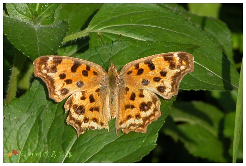 按此在新視窗瀏覽圖片