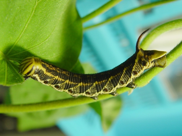 按此在新視窗瀏覽圖片