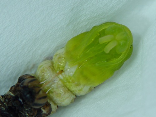 按此在新視窗瀏覽圖片