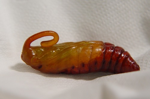 按此在新視窗瀏覽圖片