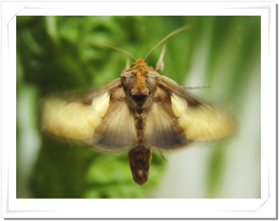 按此在新視窗瀏覽圖片